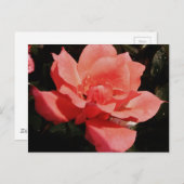 ピーチかわいらしピンクローズフローラ ポストカード (正面/裏面)