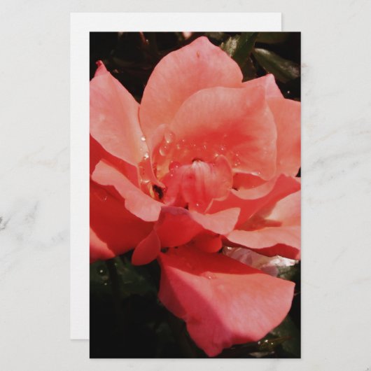 ピーチかわいらしピンクローズフローラ 便箋 (正面/裏面)