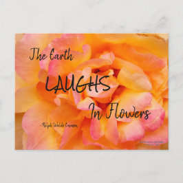 ピーチイエローピンクブレンドバラフラワーフォト ポストカード