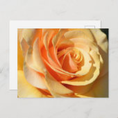 ピーチイエローローズ ポストカード (正面/裏面)