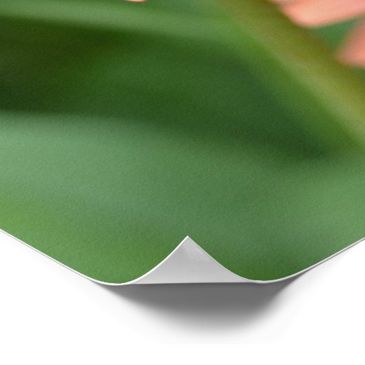 ピーチエキナセア花のポスター ポスター (角)