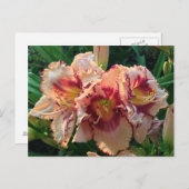 ピーチオリエンタルリリー花 ポストカード (正面/裏面)