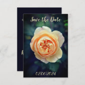 ピーチオレンジのガーデンローズの花 Save the Date セーブザデート (正面/裏面)