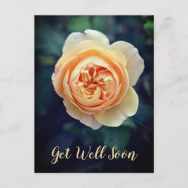 ピーチオレンジガーデンバラフラワーゲーブルー シーズンポストカード