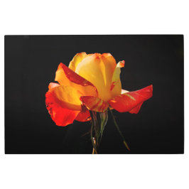 ピーチオレンジバラ メタルプリント