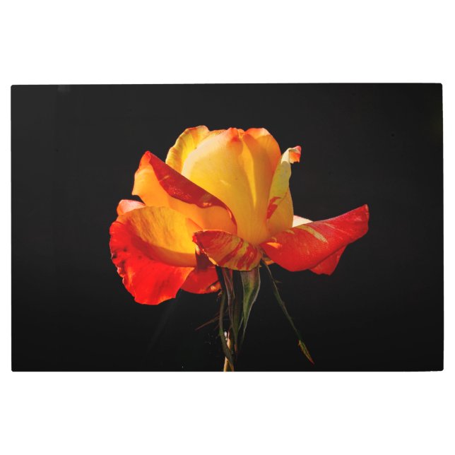 ピーチオレンジバラ メタルプリント (正面)