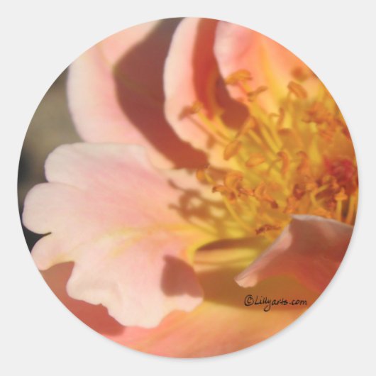 ピーチサンセットバラエンベロープシール ラウンドシール (正面)