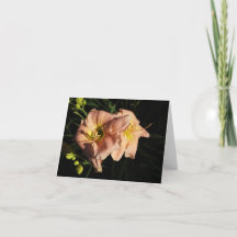 ピーチデイリリー