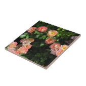 ピーチドリフトバラ タイル (側面)