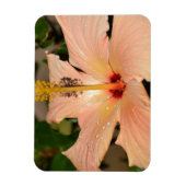 ピーチハイビスカス花 マグネット (縦)