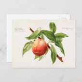 ピーチバウ(プルーヌスペシカ)フルーツ絵画ズ ポストカード (正面/裏面)