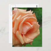 ピーチバライン開花フラワー ポストカード (正面/裏面)