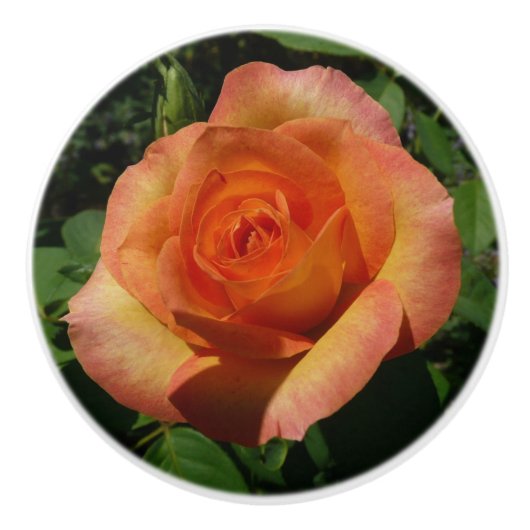 ピーチバラオレンジ花の写真 セラミックノブ (正面)