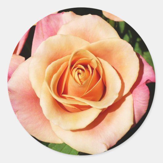 ピーチバラシール ラウンドシール (正面)