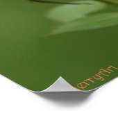 ピーチバラポスター：バラ&散文20x16 ポスター (角)