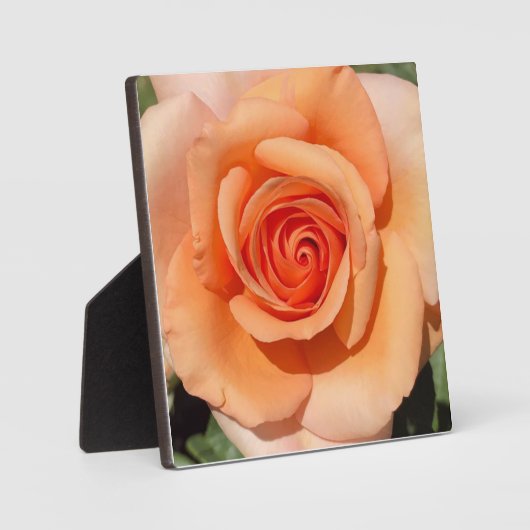 ピーチバラ フォトプラーク (正面)