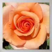 ピーチバラ ポスター (正面)