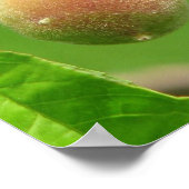 ピーチファズ ポスター (角)