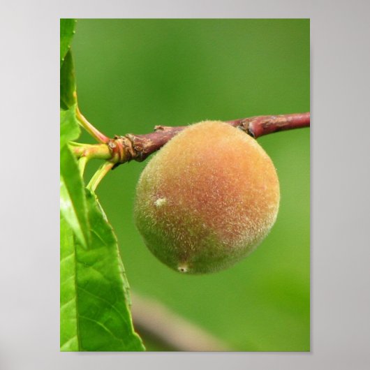 ピーチファズ ポスター (正面)