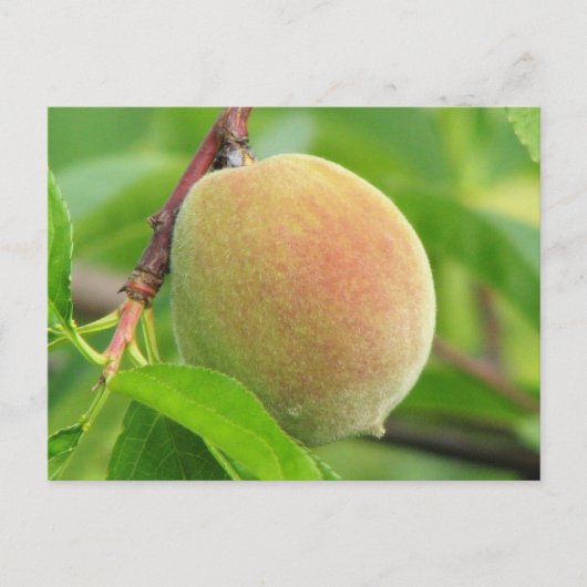 ピーチフズ ポストカード (正面)