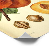 ピーチボタニカルフルーツプリント ポスター (角)