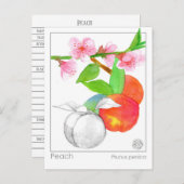 ピーチマテリアメディカボタニカルハバル勉強カード ポストカード (正面/裏面)