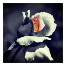 ピーチローズブドブラックアンドホワイトパーシャルカラー