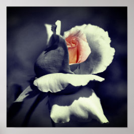 ピーチローズブドブラックアンドホワイトパーシャルカラー ポスター