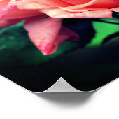 ピーチローズブドリオ ポスター (角)