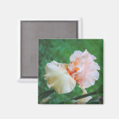 ピーチ淡い色のアイリス磁石 マグネット (正面/裏面)