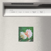 ピーチ淡い色のアイリス磁石 マグネット (インサイチュ (食洗機))