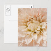 ピーチ、ピンク、ホワイト、クリームダリア – ダリア ポストカード (正面/裏面)