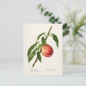 ピーチ（プルーヌスプレシカ）フルーツウォーター絵画の色 ポストカード (スタンド正面)