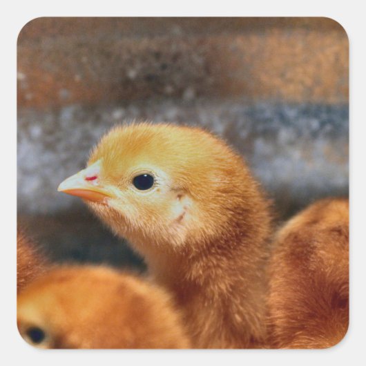 ピーッと鳴る スクエアシール (正面)