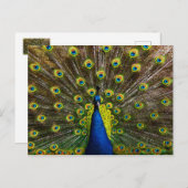 ピーッカラフルク ポストカード (正面/裏面)