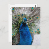 ピーッ誇りを持ったク ポストカード (正面/裏面)