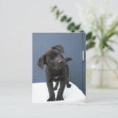 ピート ポストカード (スタンド正面)