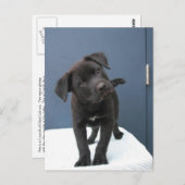 ピート ポストカード (正面/裏面)