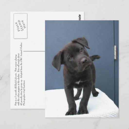 ピート ポストカード (正面/裏面)