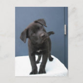 ピート ポストカード (正面)