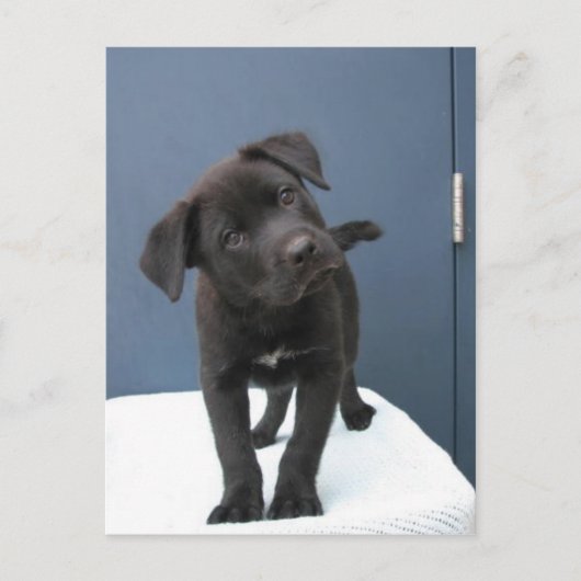 ピート ポストカード (正面)