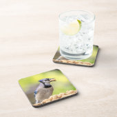 ピーナッツを持つ青いカケス コースター (右側)