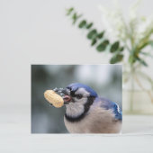 ピーナッツを持つ青いカケス ポストカード (スタンド正面)