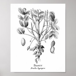 ピーナッツヴィンテージイラストレーション ポスター