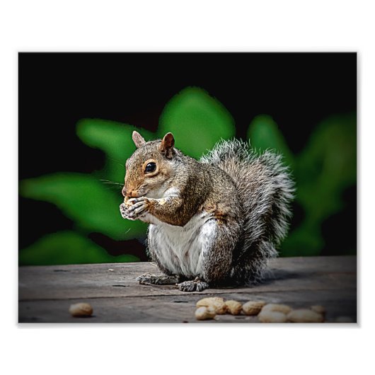 ピーナッツ付きリス フォトプリント            (正面)
