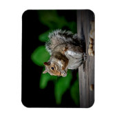 ピーナッツ付きリス マグネット (縦)