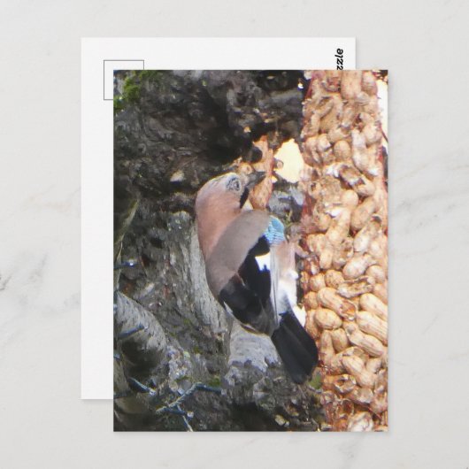 ピーナッツDIYポストカード上の美しいジェイ ポストカード (正面/裏面)