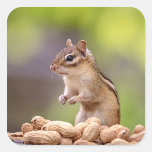 ピーナツが付いているシマリス スクエアシール