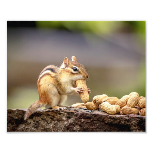 ピーナツを食べる10x8シマリス フォトプリント           