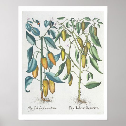 ピーパー： 1.パイパーインディクウムフィキスフラビワ； 2.パイパー ポスター (正面)